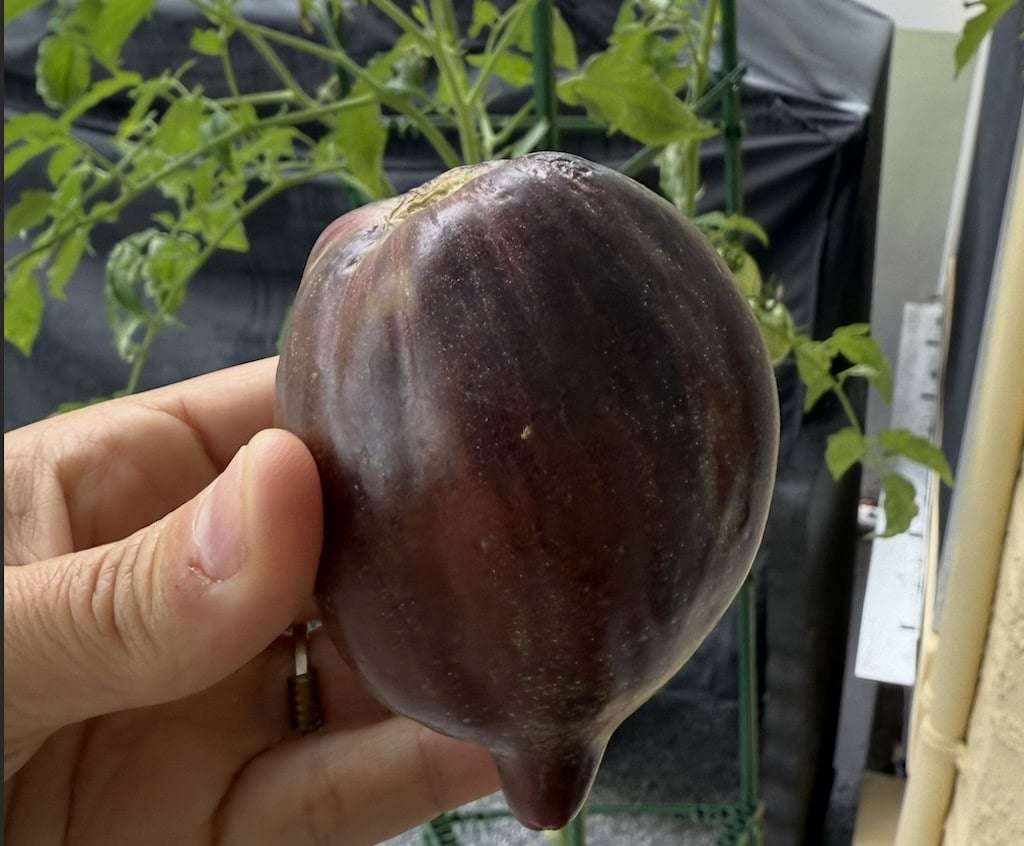 Rebel Starfruit Tomato